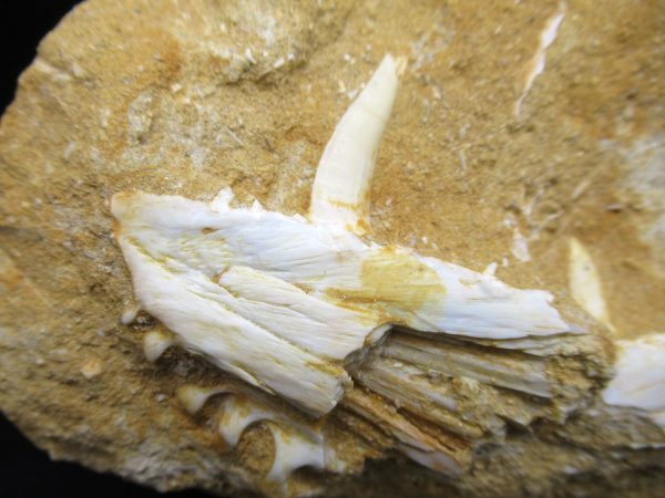 Genuine Eocene Age Fossil Enchodus Fish Jaw For Sale from Morocco #7a