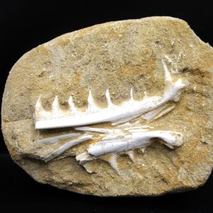 Genuine Eocene Age Fossil Enchodus Fish Jaw For Sale from Morocco #8