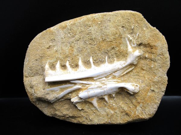 Genuine Eocene Age Fossil Enchodus Fish Jaw For Sale from Morocco #8