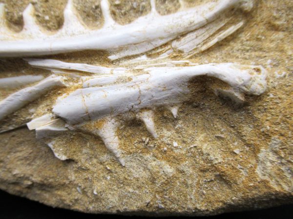 Genuine Eocene Age Fossil Enchodus Fish Jaw For Sale from Morocco #8d