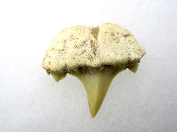 Genuine Paleocene Age Pathological Otodus Shark Tooth for sale from Morocco #1