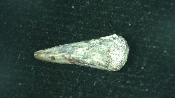 Genuine Fossil Trimerorhacis Amphibian Bone from Oklahoma for Sale #24