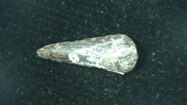 Genuine Fossil Trimerorhacis Amphibian Bone from Oklahoma for Sale #24a