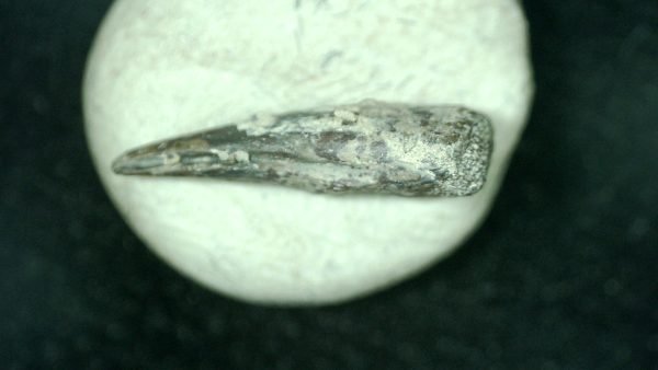 Genuine Fossil Trimerorhacis Amphibian Bone from Oklahoma for Sale #24b