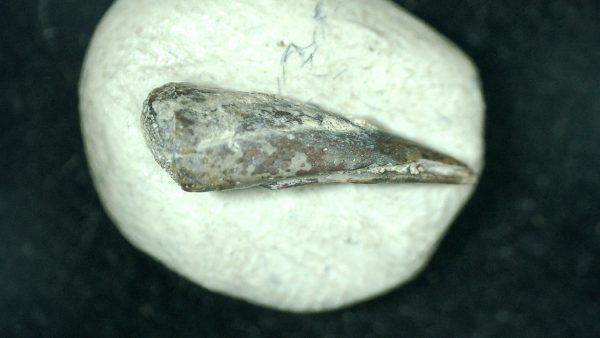 Genuine Fossil Trimerorhacis Amphibian Bone from Oklahoma for Sale #24