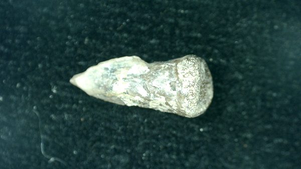 Genuine Fossil Trimerorhacis Amphibian Bone from Oklahoma for Sale #26