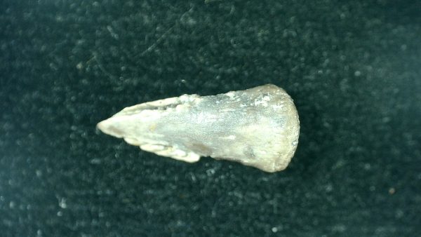 Genuine Fossil Trimerorhacis Amphibian Bone from Oklahoma for Sale #26a