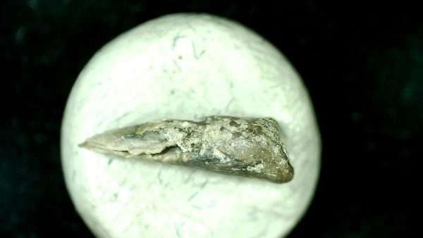 Genuine Fossil Trimerorhacis Amphibian Bone from Oklahoma for Sale #26b