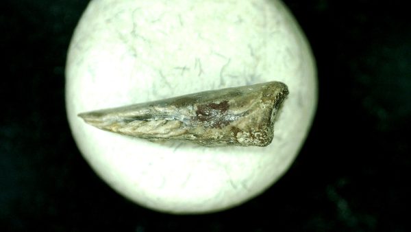 Genuine Fossil Trimerorhacis Amphibian Bone from Oklahoma for Sale #26c