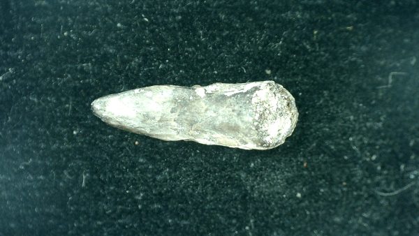 Genuine Fossil Trimerorhacis Amphibian Bone from Oklahoma for Sale #27a