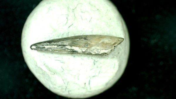 Genuine Fossil Trimerorhacis Amphibian Bone from Oklahoma for Sale #27b