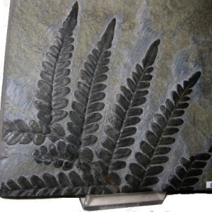 Fossil Plants