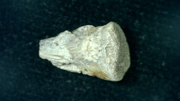 Genuine Fossil Permian Diadectes Claw from Texas for Sale #1a