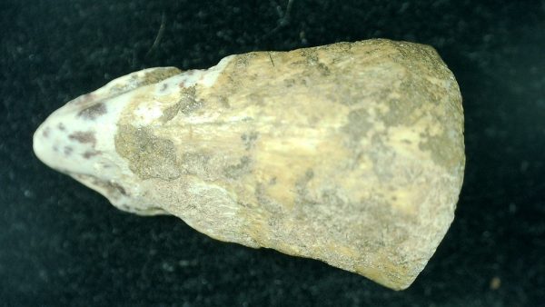 Genuine Fossil Permian Edops Claw from Texas for Sale #1