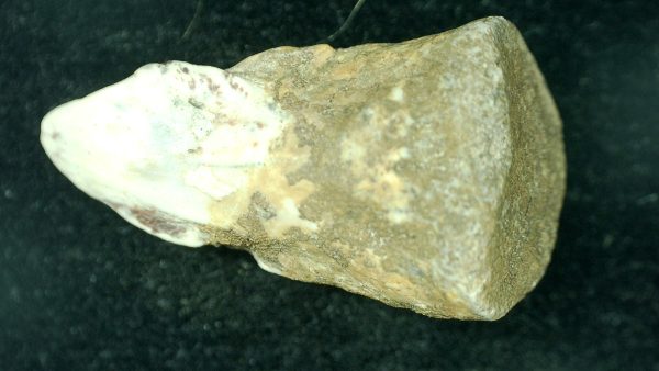 Genuine Fossil Permian Edops Claw from Texas for Sale #1a