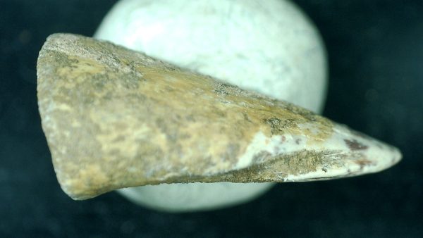 Genuine Fossil Permian Edops Claw from Texas for Sale #1c