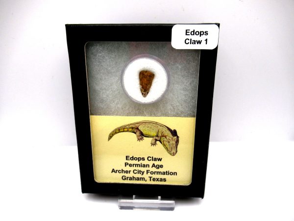 Genuine Fossil Permian Edops Claw from Texas for Sale #1d