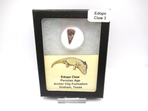 Genuine Fossil Permian Edops Claw from Texas for Sale #3d