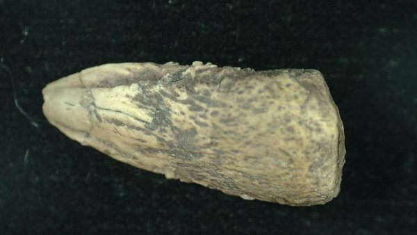 Genuine Fossil Varanops Claw from Texas for Sale #1