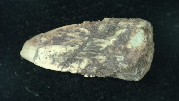 Genuine Fossil Varanops Claw from Texas for Sale #1a