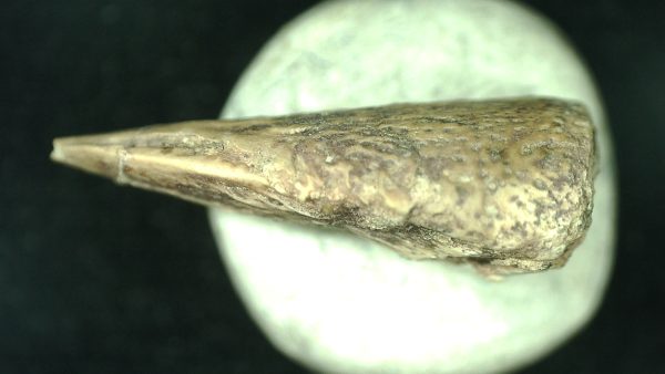 Genuine Fossil Varanops Claw from Texas for Sale #1b