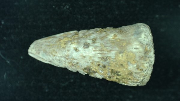 Genuine Fossil Varanops Claw from Texas for Sale #2