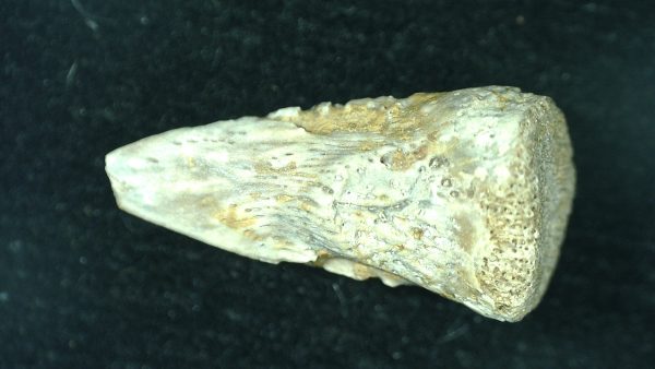 Genuine Fossil Varanops Claw from Texas for Sale #2a