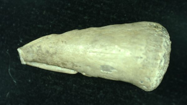 Genuine Fossil Varanops Claw from Texas for Sale #3