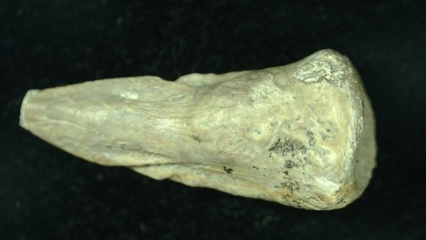 Genuine Fossil Varanops Claw from Texas for Sale #3a