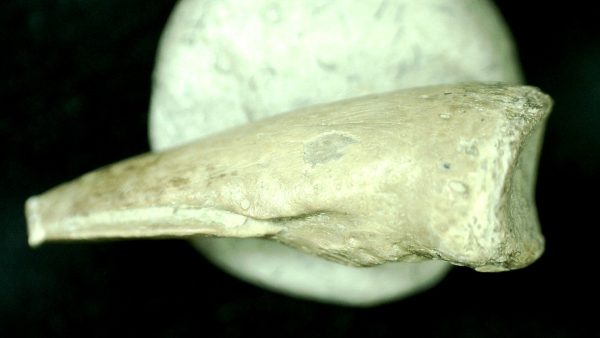 Genuine Fossil Varanops Claw from Texas for Sale #3b