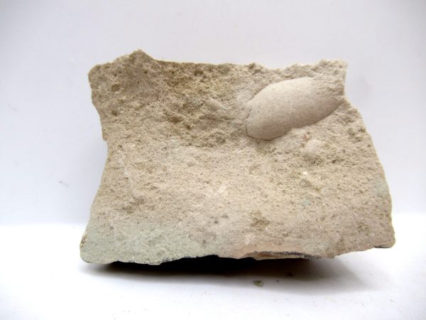 Genuine Oligocene Turtle Egg in Matrix From Wyoming For Sale #1a