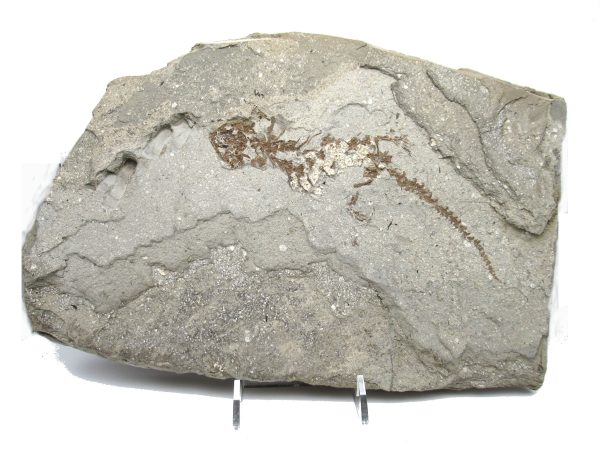 Genuine Fossil Miocene Age Chelotriton Amphibian from Bosnia for Sale #2