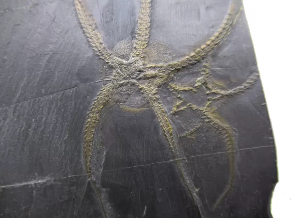 Genuine Devonian Age Furcaster Brittle Star Fossil for Sale from Germany #8c