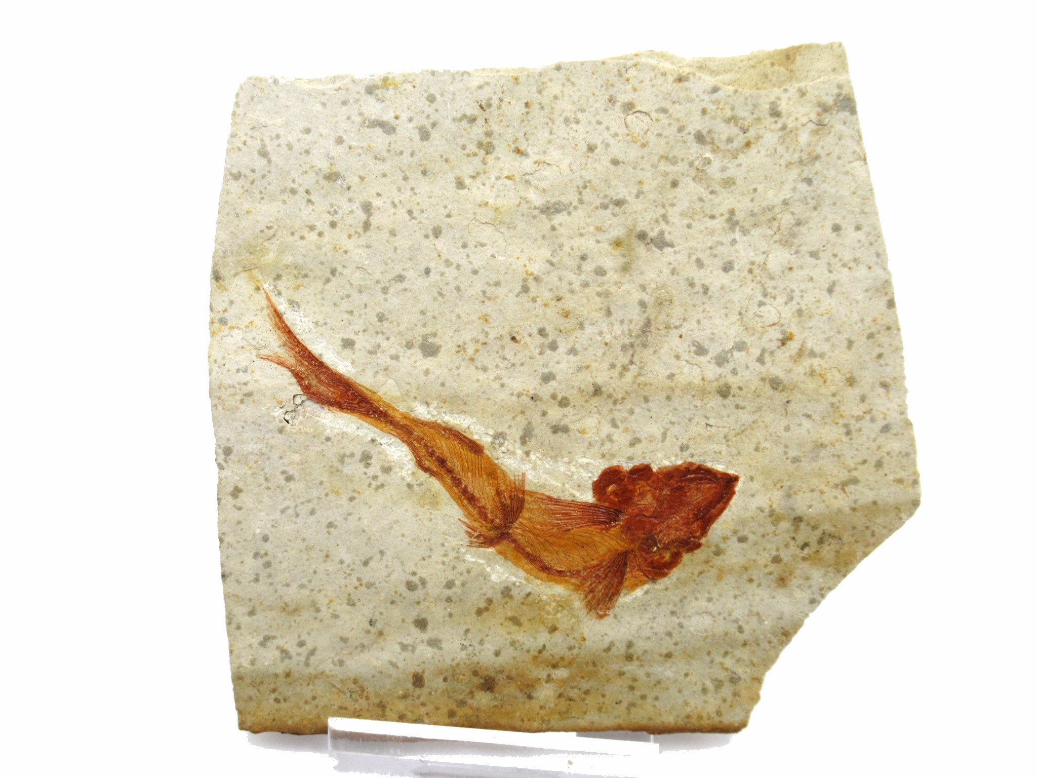 China Jurassic-Cretaceous Lycoptera Fish 15 | Fossils for Sale Genuine Jurassic to Cretaceous Age Lycoptera Fish Fossil for Sale from China #15