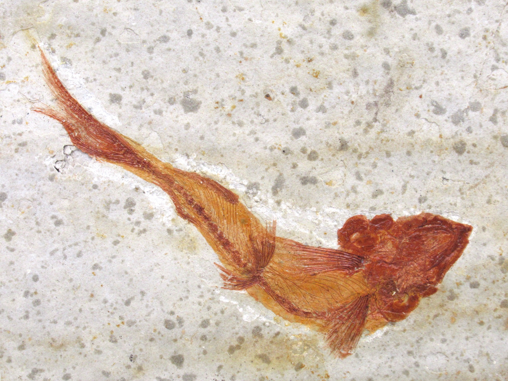 China Jurassic-Cretaceous Lycoptera Fish 15a | Fossils for Sale Genuine Jurassic to Cretaceous Age Lycoptera Fish Fossil for Sale from China #15a