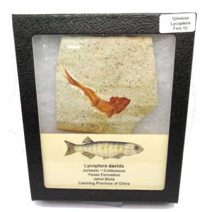 Genuine Jurassic to Cretaceous Age Lycoptera Fish Fossil for Sale from China #15b
