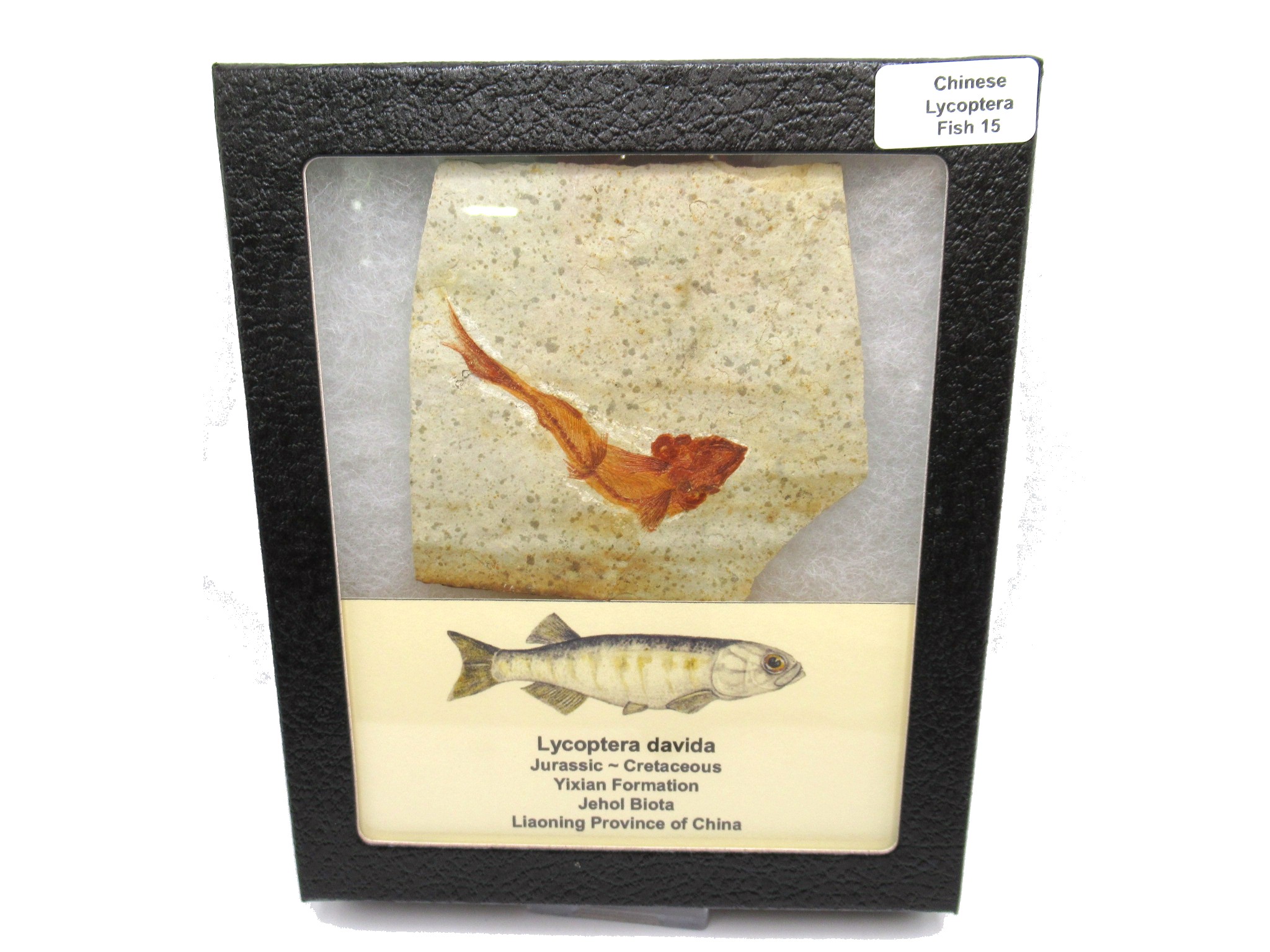 China Jurassic-Cretaceous Lycoptera Fish 15b | Fossils for Sale Genuine Jurassic to Cretaceous Age Lycoptera Fish Fossil for Sale from China #15b