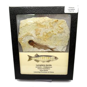 Genuine Jurassic to Cretaceous Age Lycoptera Fish Fossil for Sale from China #16b