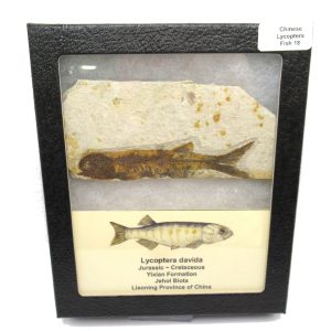 Genuine Jurassic to Cretaceous Age Lycoptera Fish Fossil for Sale from China #18b