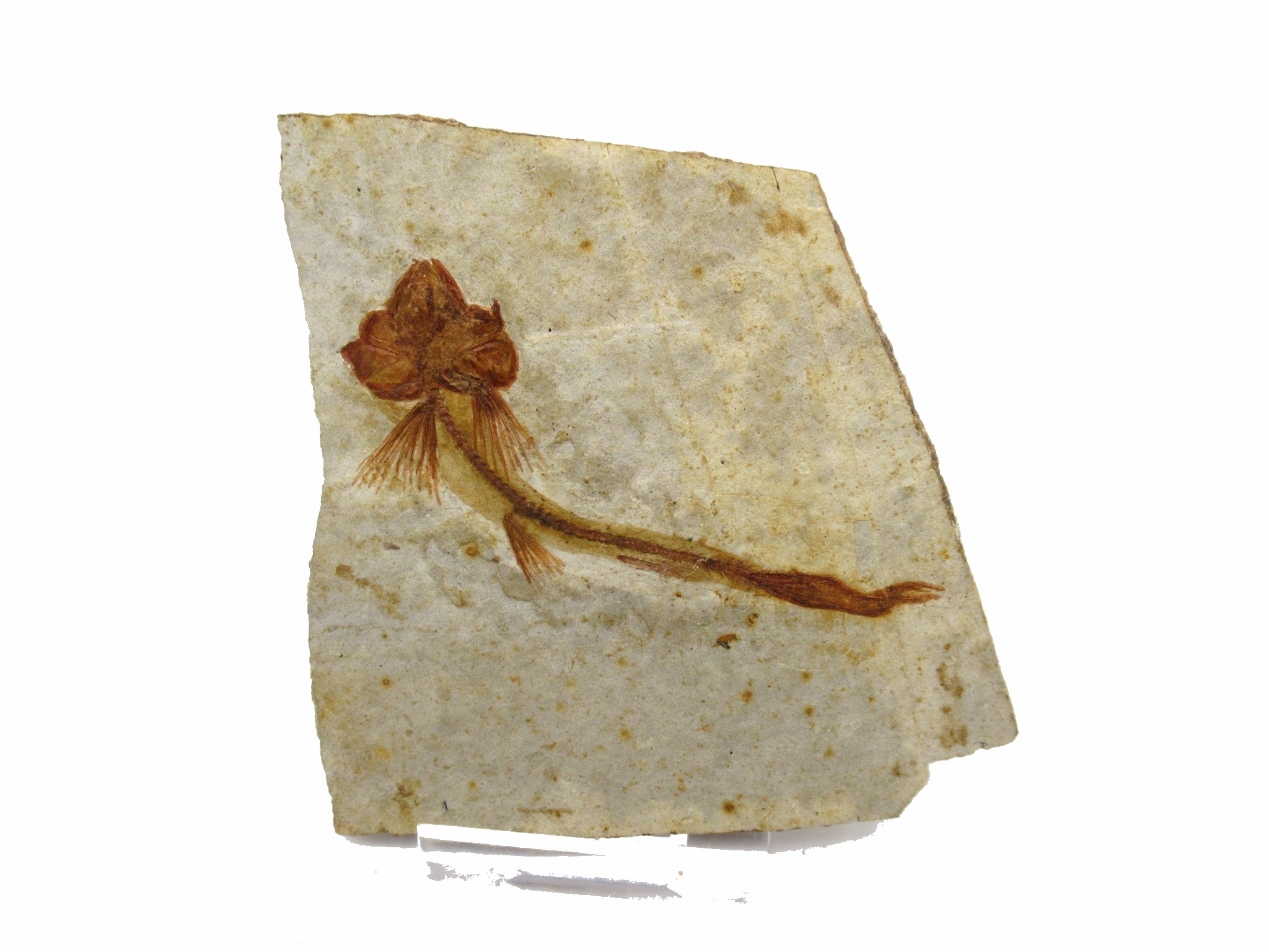 China Jurassic-Cretaceous Lycoptera Fish 19 | Fossils for Sale Genuine Jurassic to Cretaceous Age Lycoptera Fish Fossil for Sale from China #19