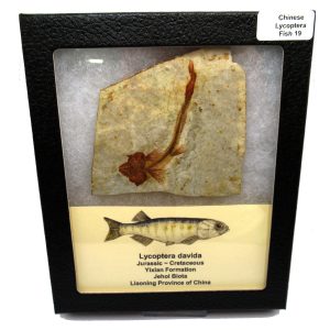 Genuine Jurassic to Cretaceous Age Lycoptera Fish Fossil for Sale from China #19b
