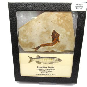 Genuine Jurassic to Cretaceous Age Lycoptera Fish Fossil for Sale from China #20
