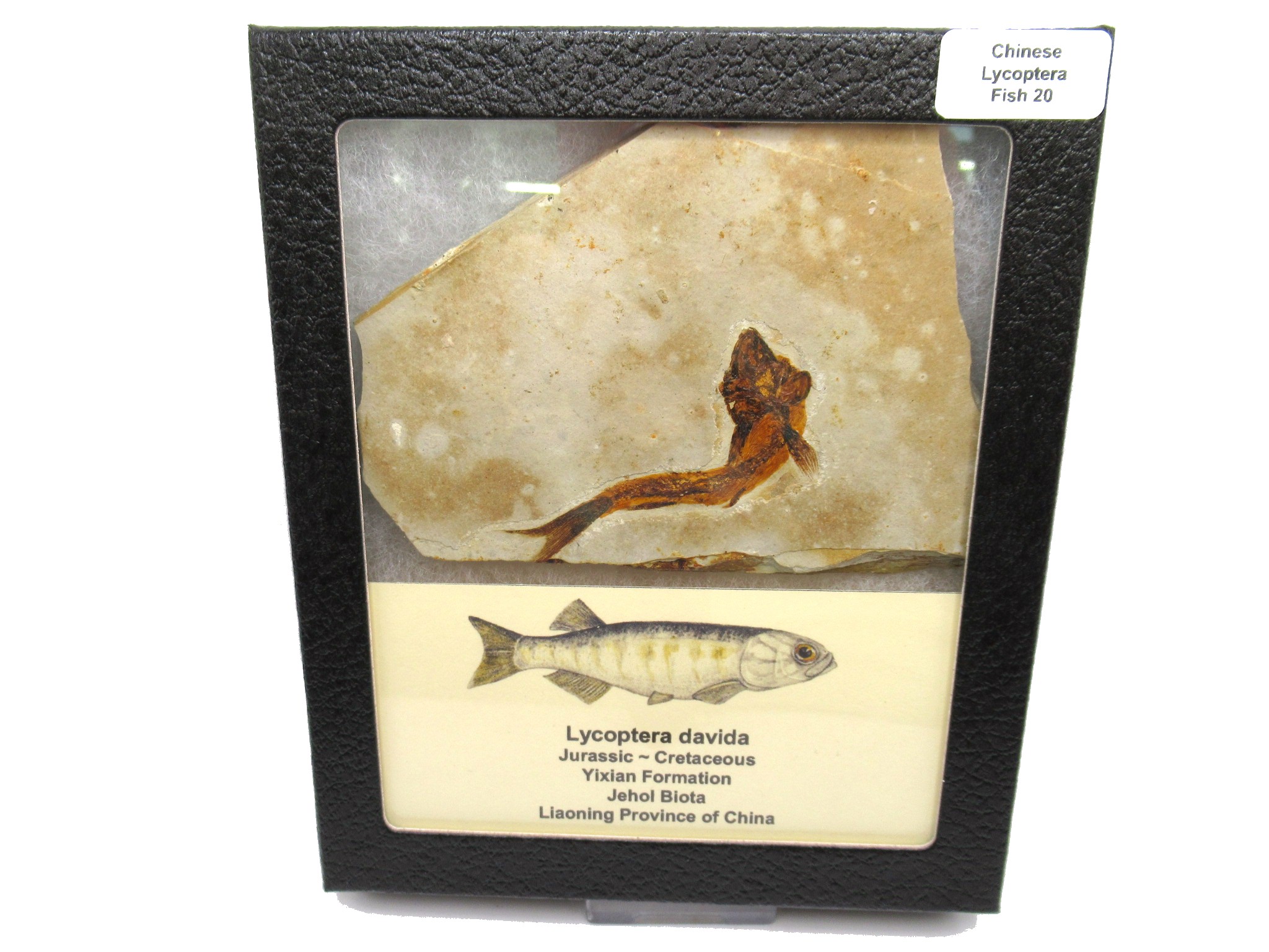China Jurassic-Cretaceous Lycoptera Fish 20 | Fossils for Sale Genuine Jurassic to Cretaceous Age Lycoptera Fish Fossil for Sale from China #20