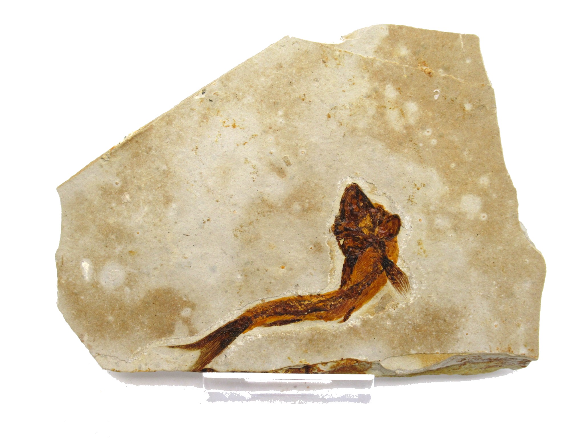 China Jurassic-Cretaceous Lycoptera Fish 20a | Fossils for Sale Genuine Jurassic to Cretaceous Age Lycoptera Fish Fossil for Sale from China #20a