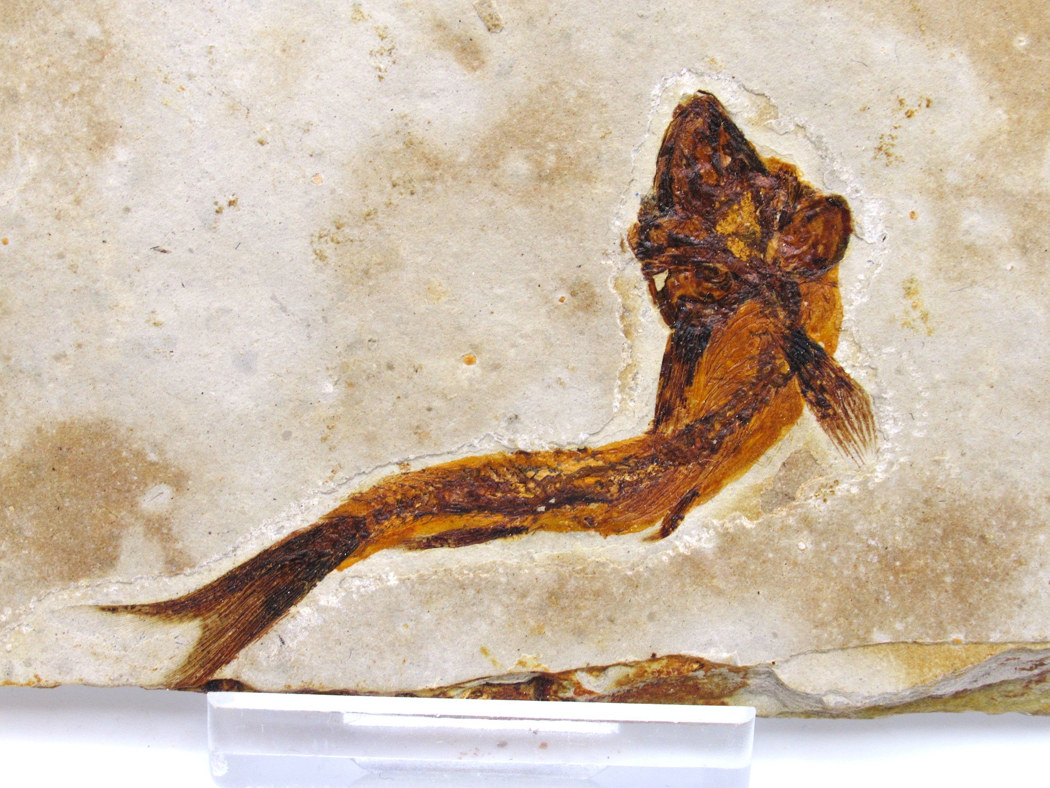 China Jurassic-Cretaceous Lycoptera Fish 20b | Fossils for Sale Genuine Jurassic to Cretaceous Age Lycoptera Fish Fossil for Sale from China #20b