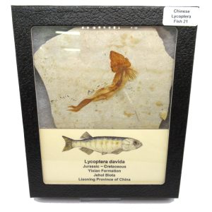 Genuine Jurassic to Cretaceous Age Lycoptera Fish Fossil for Sale from China #21