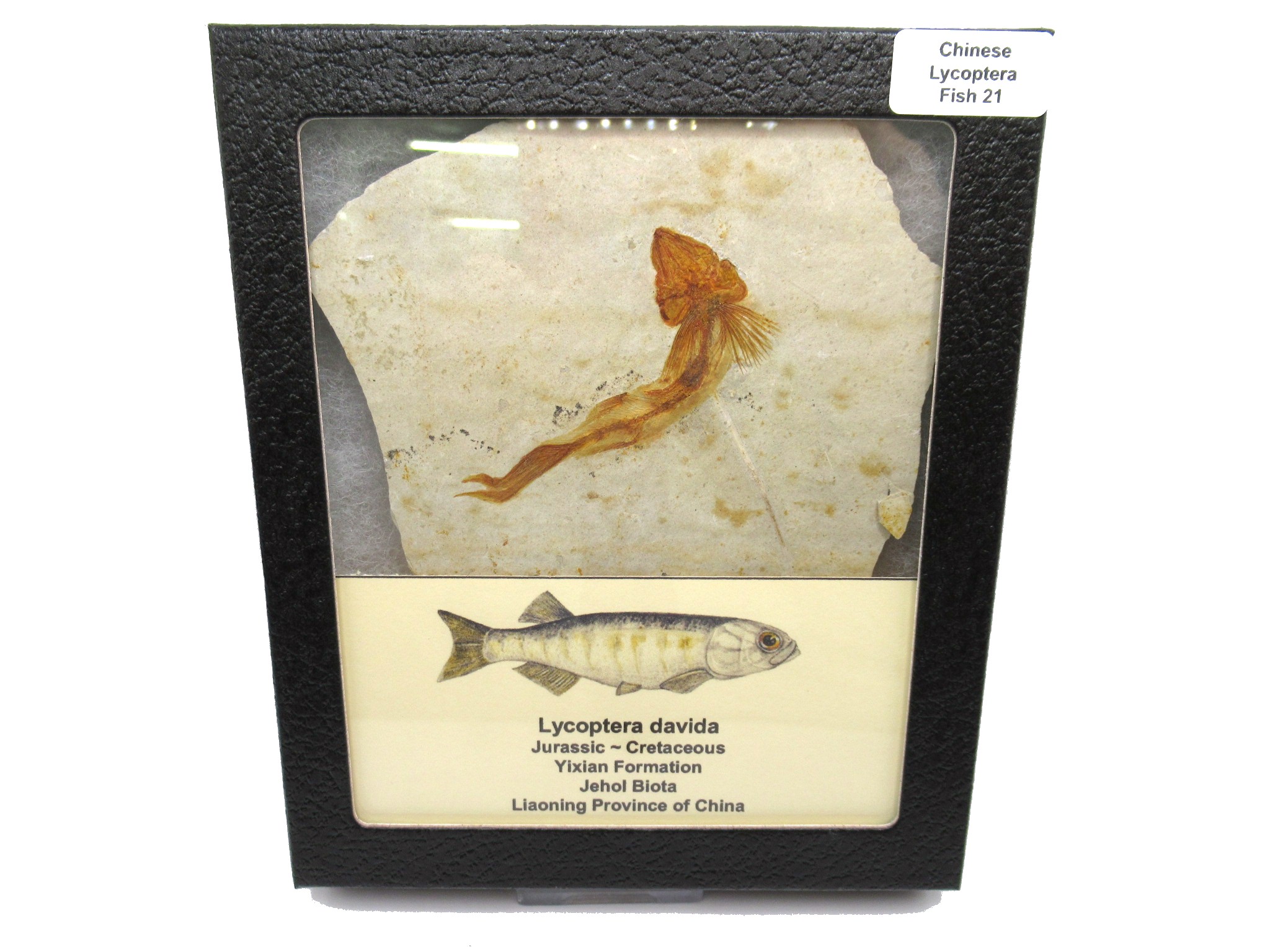China Jurassic-Cretaceous Lycoptera Fish 21 | Fossils for Sale Genuine Jurassic to Cretaceous Age Lycoptera Fish Fossil for Sale from China #21