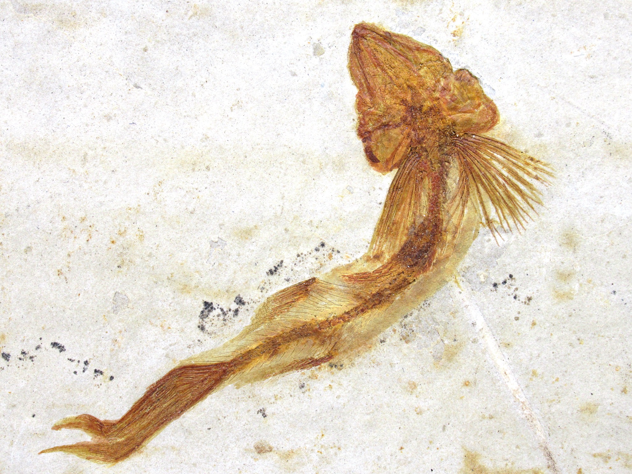 China Jurassic-Cretaceous Lycoptera Fish 21b | Fossils for Sale Genuine Jurassic to Cretaceous Age Lycoptera Fish Fossil for Sale from China #21b