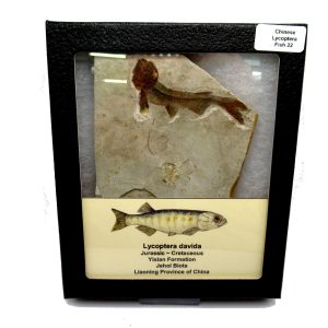 Genuine Jurassic to Cretaceous Age Lycoptera Fish Fossil for Sale from China #22