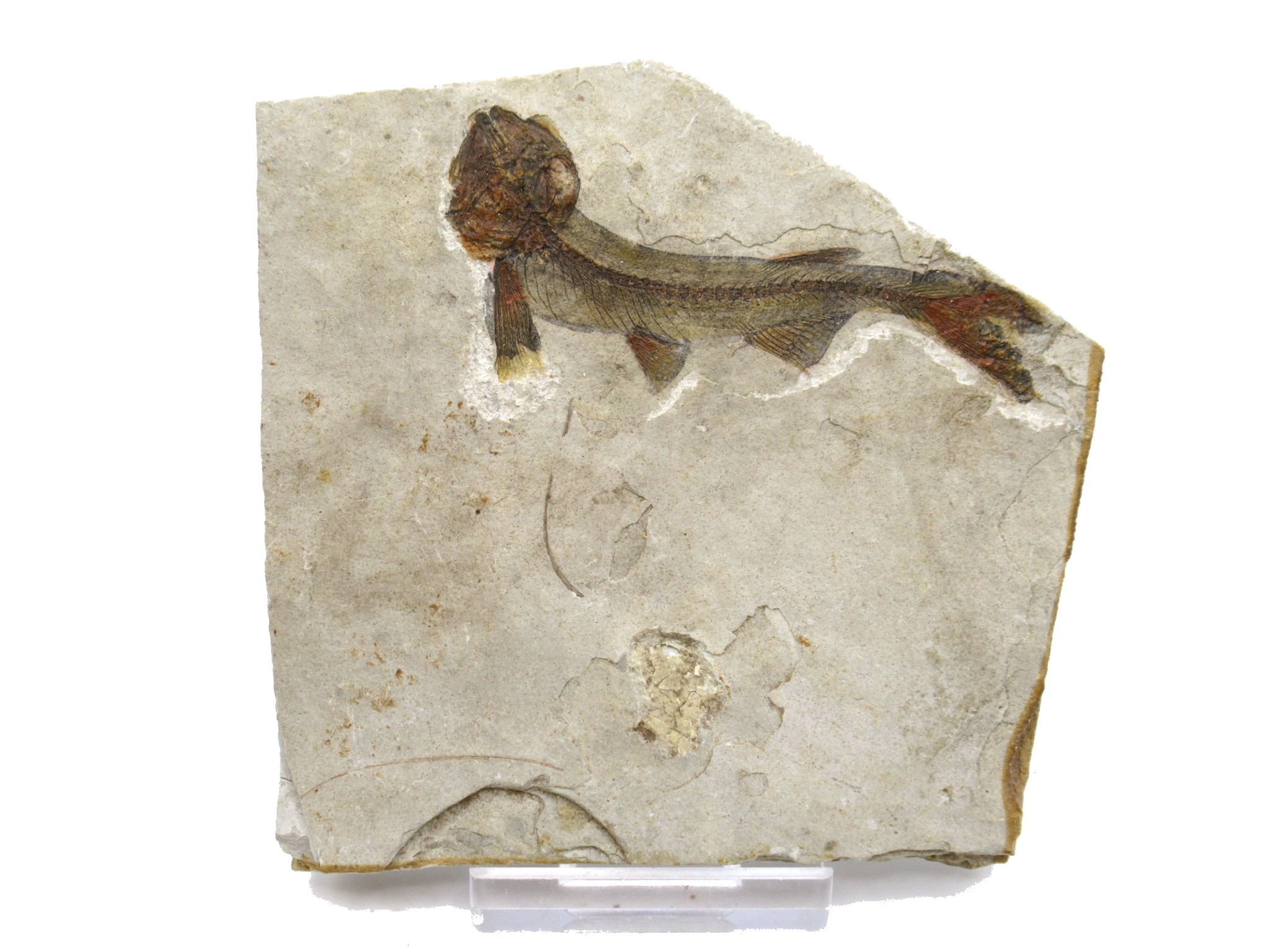China Jurassic-Cretaceous Lycoptera Fish 22a | Fossils for Sale Genuine Jurassic to Cretaceous Age Lycoptera Fish Fossil for Sale from China #22a